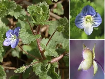 گل سیزابVeronica persica,anaghalis arvensis
مجموعه تولیدی سیدوس , تولید کننده گلدان پلاستیکی سیدوس  واستند فلزی ست