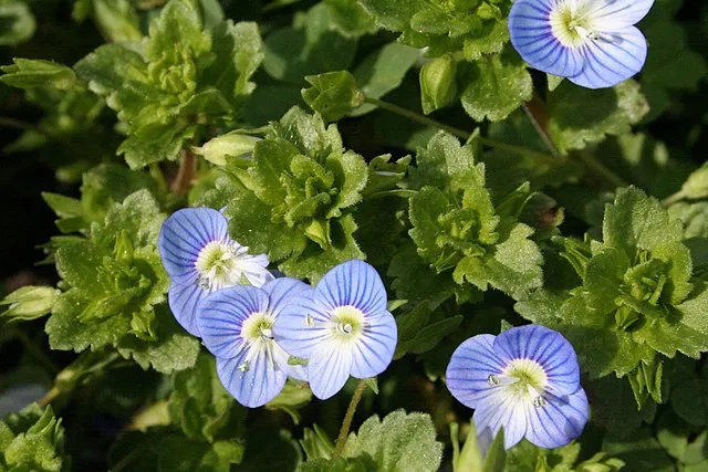گل سیزابVeronica persica,anaghalis arvensis
مجموعه تولیدی سیدوس , تولید کننده گلدان پلاستیکی سیدوس  واستند فلزی ست