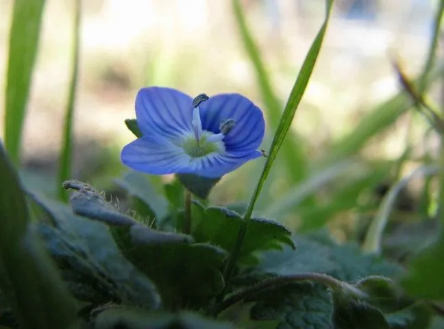 گل سیزابVeronica persica,anaghalis arvensis
مجموعه تولیدی سیدوس , تولید کننده گلدان پلاستیکی سیدوس  واستند فلزی ست