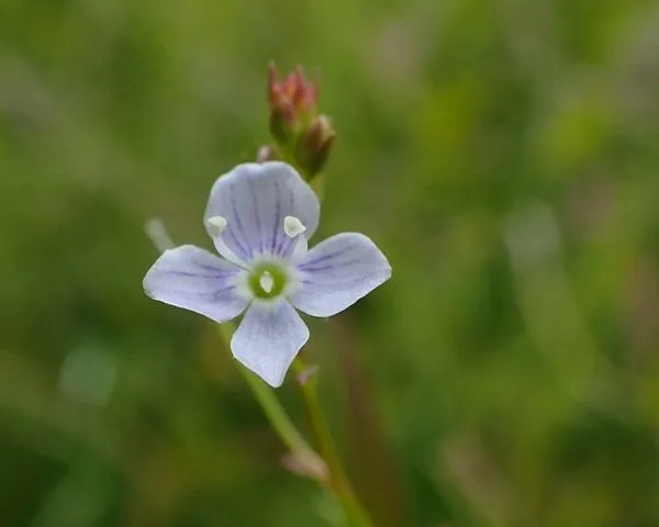 گل سیزابVeronica persica,anaghalis arvensis
مجموعه تولیدی سیدوس , تولید کننده گلدان پلاستیکی سیدوس  واستند فلزی ست
