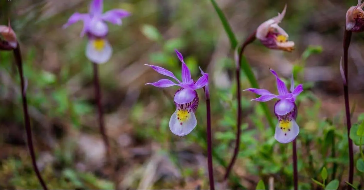 گل وایولت اسلیپرز (Violet Slipper Flower)نام علمی: (Jovellanan violacea)