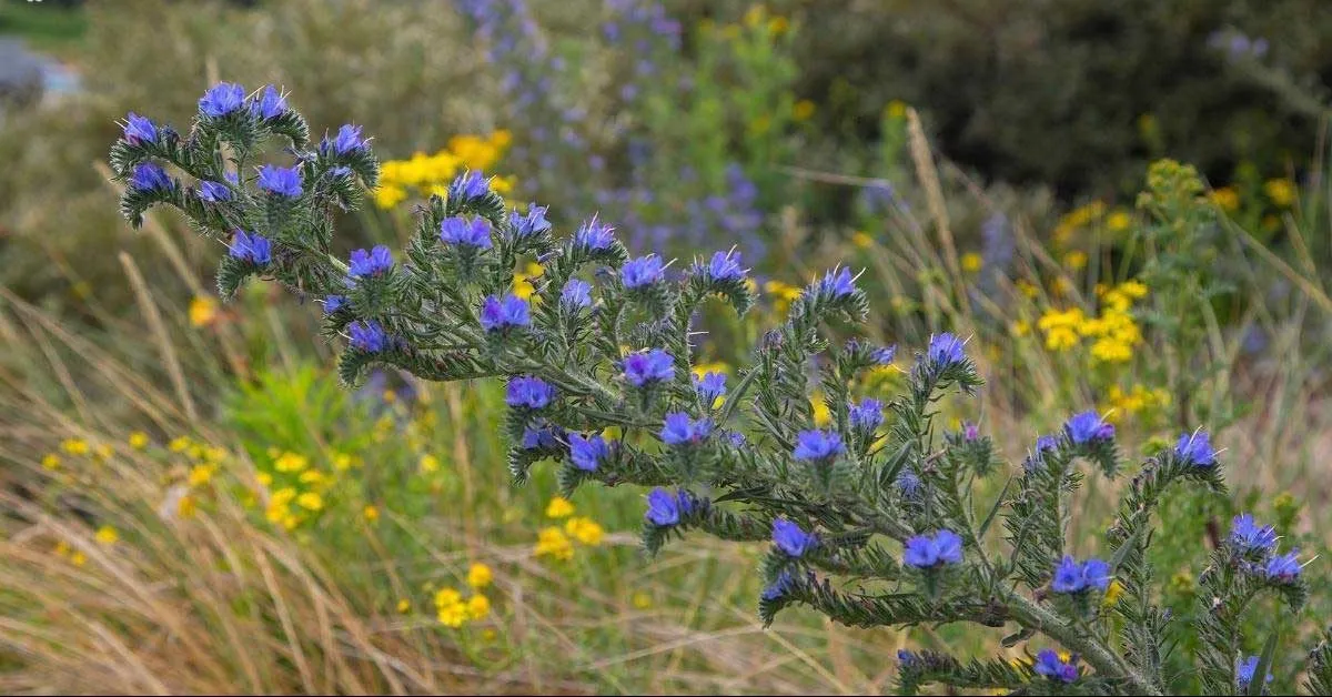 گیاه افعی رسمی (Vipers Bugloss)نام علمی: (Echium vulgare)