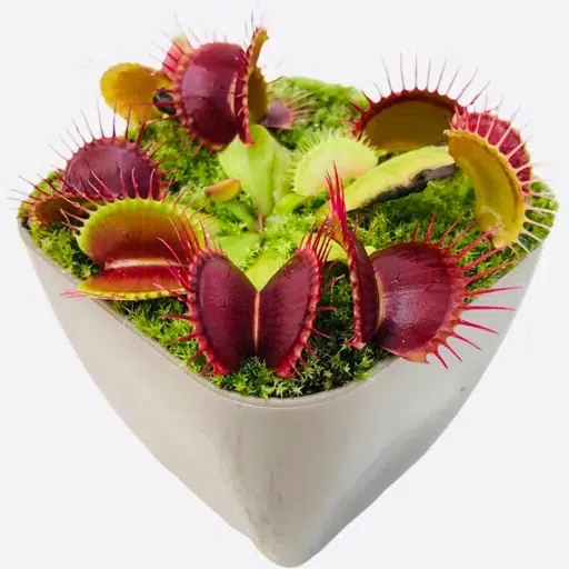گیاهان مناسب برای هدیه به آقایانPlants suitable as gifts for men
مجموعه تولیدی سیدوس ,تولید کننده گلدان پلاستیکی سیدوس ,بیش از 120نوع, اعم از گلدان استوانه ای پلاستیکی سیدوس,گلدان الماسی پلاستیکی سیدوس,گلدان مربعی پلاستیکی,گلدان مثلثی پلاستیکی,گلدان گرد پلاستیکی ,باکس مستطیلی,در اندازه های کاکتوسی تا درختچه ای
