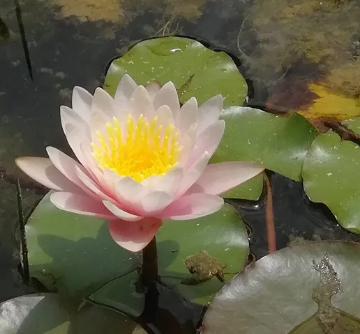 گیاه نیلوفر آبی (Water Lily)نام علمی: (Nymphaea)