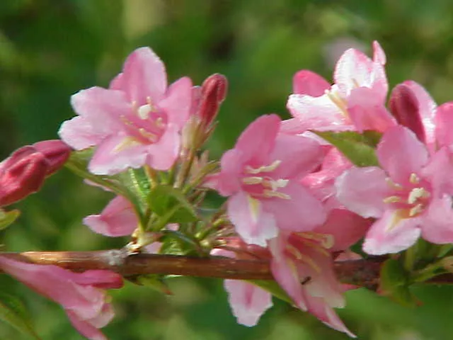 گل واگیلیا ـ خانواده: Caprifoliaceae
ـ نام علمی: Weigela praecox
مجموعه تولیدی سیدوس تولید کننده گلدان های پلاستیکی سیدوس در رنگهای متنوع