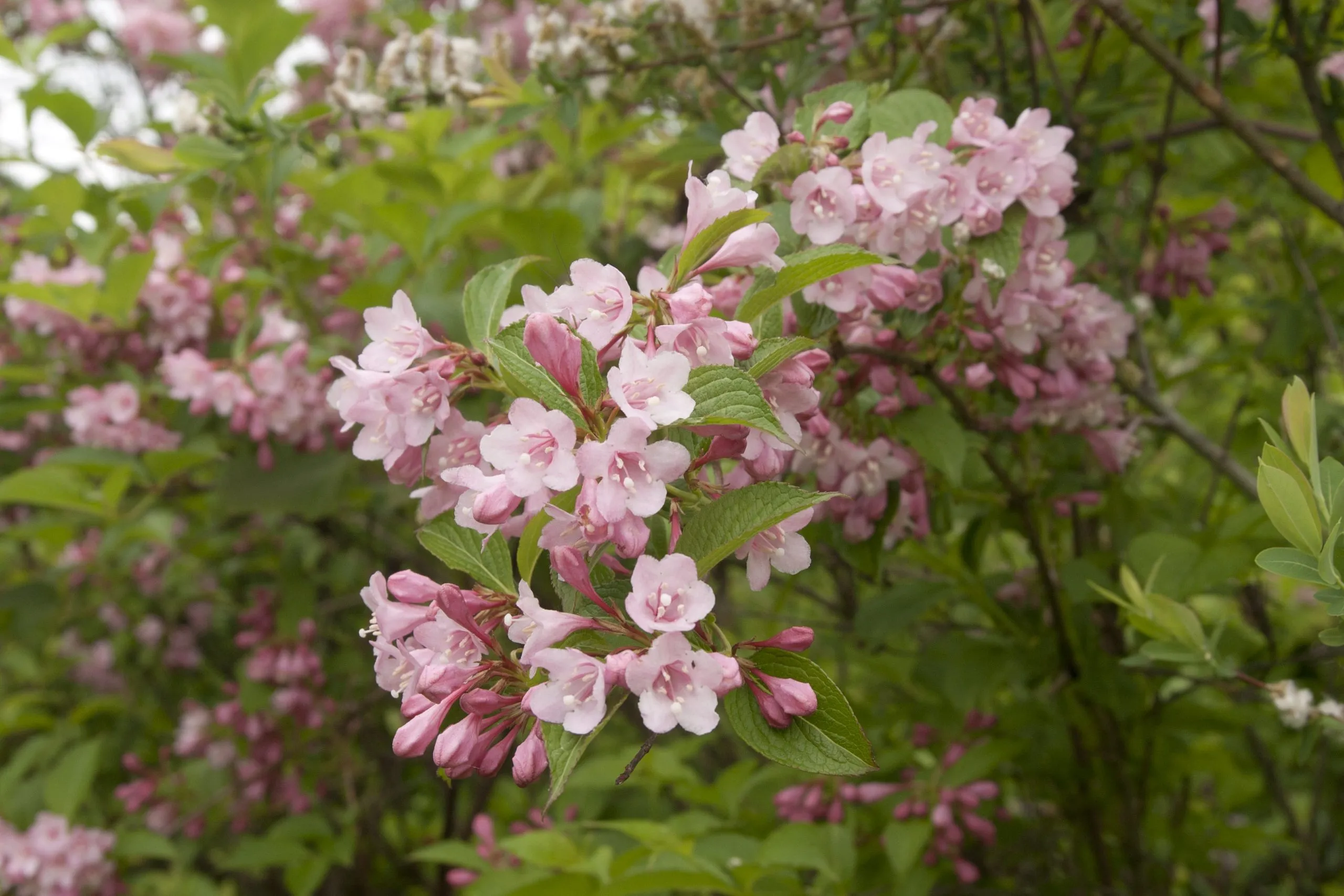گل واگیلیا ـ خانواده: Caprifoliaceae
ـ نام علمی: Weigela praecox
مجموعه تولیدی سیدوس تولید کننده گلدان های پلاستیکی رنگی 
