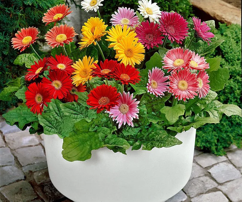 گل های بهاری وتابستانی مناسب باغچه (37گونه)Spring and summer flowers suitable for the garden (37 (species) مجموعه تولیدی سیدوس , تولید کننده گلدان های پلاستیکی سیدوس