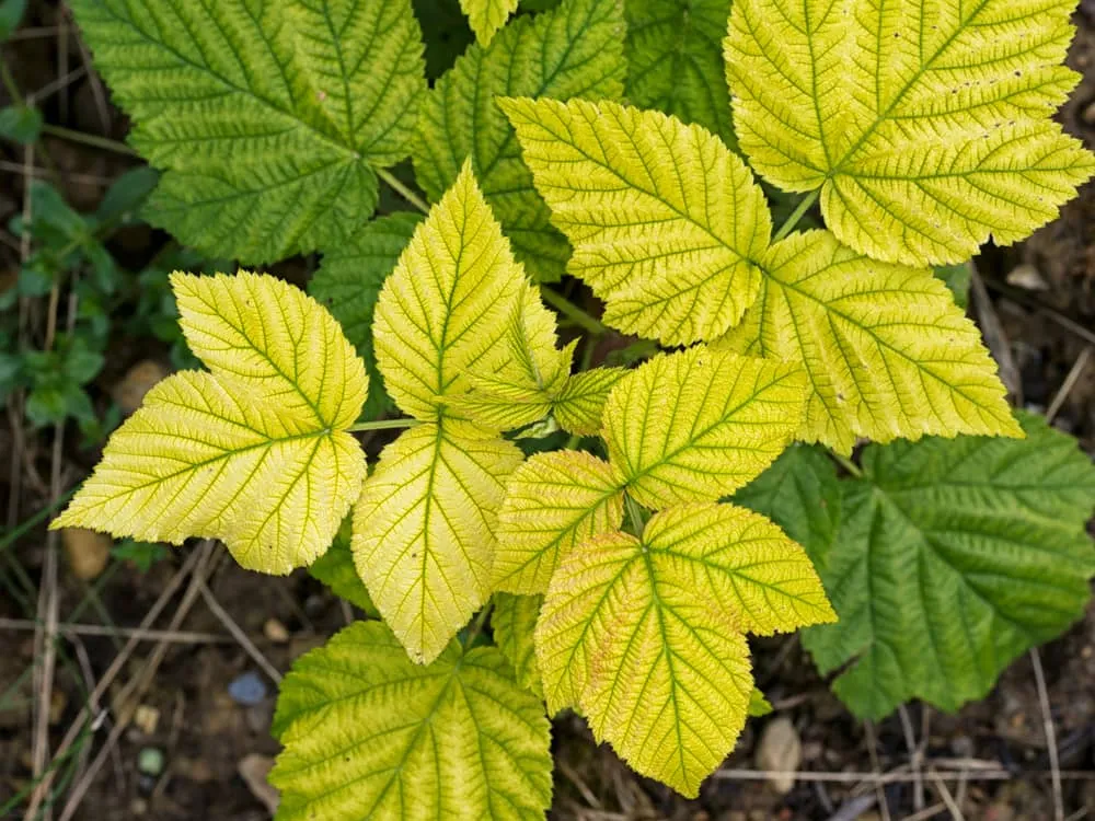 کمبود آهن در گیاه وعلائم آنIron-deficiency-in-plants-and-its-symptoms
مجموعه تولیدی سیدوس تولید کننده گلدان پلاستیکی سیدوس
