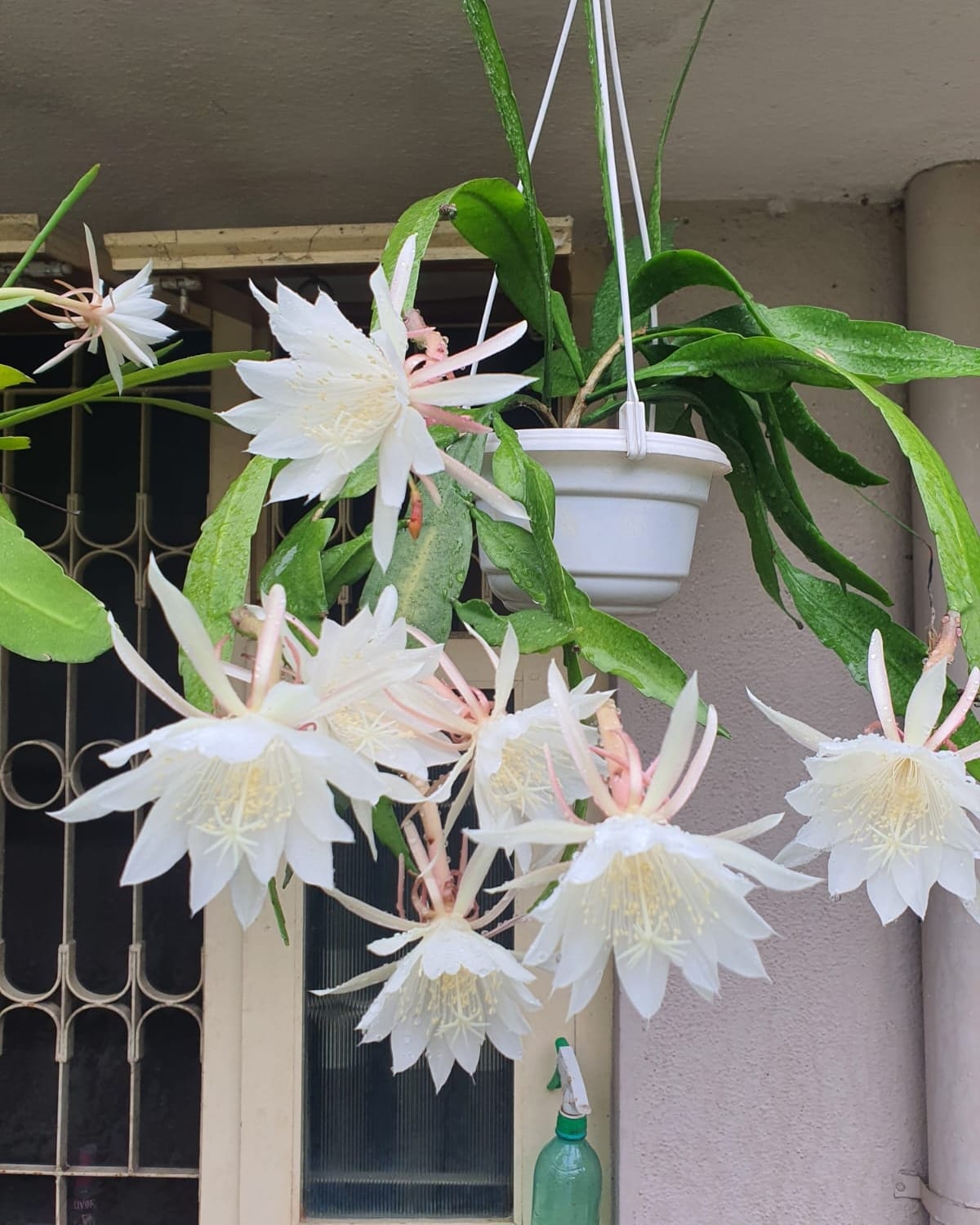 گل اپیفیلوم اگزیپتالوم / گل ملکه شب (Queen of the Night)نام علمی: (Epiphyllum oxypetalum)