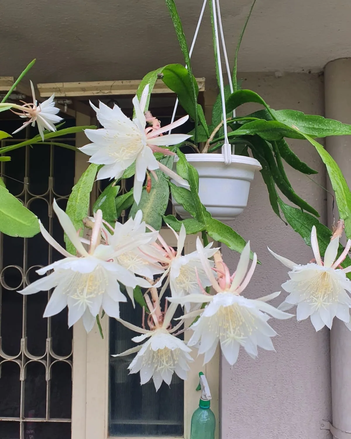 گل اپیفیلوم اگزیپتالوم / گل ملکه شب (Queen of the Night)نام علمی: (Epiphyllum oxypetalum)
