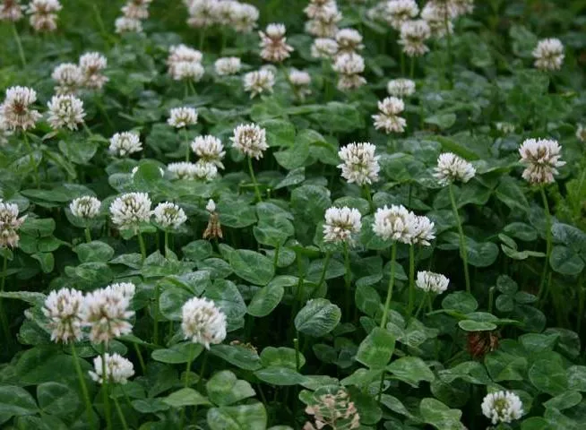 گل شبدر Trifolium rubens مجموعه تولیدی سیدوس ,تولید کننده گلدان پلاستیکی سیدوس
