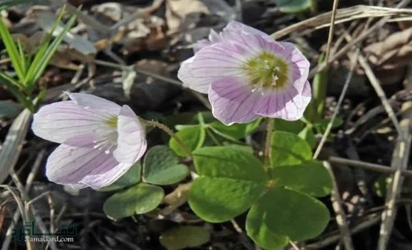 گل شبدر ترشک,گیاه Oxalis corniculata (با نام فارسی شبدر ترشک و نام محلی ترشه واش)مجموعه تولیدی سیدوس تولید کننده گلدان پلاستیکی سیدوس,اعم از استوانه ای,مربعی,سه گوش,گرد,و120مدل گلدان پلاستیکی شکیل