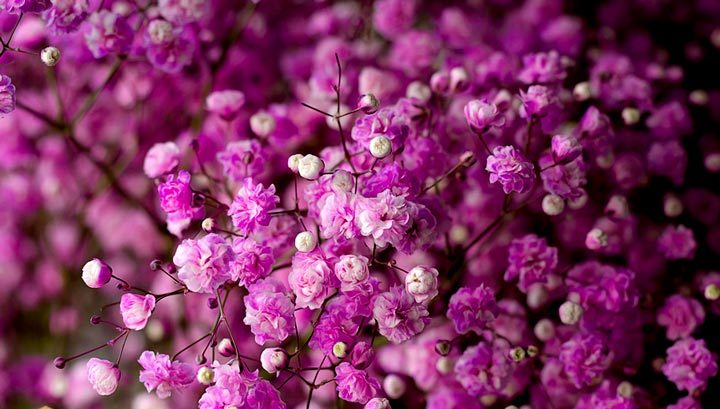 Gypsophila flower,گل ژیپسوفیلا,گل عروس