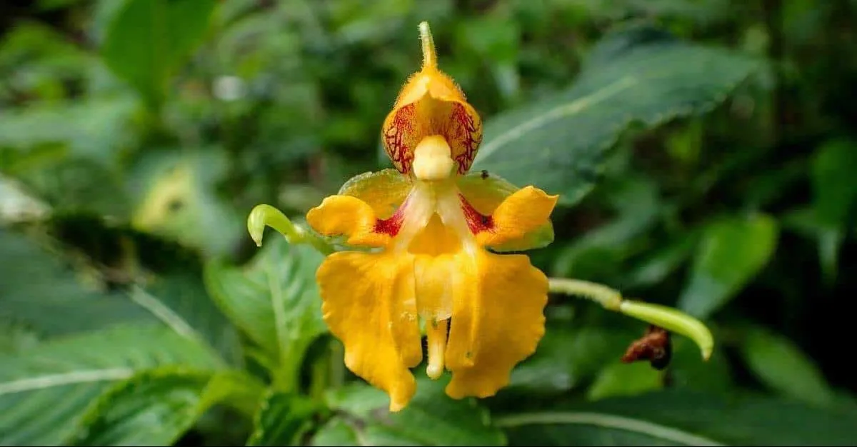گیاه رنگ پریده/ گل دماغه / گل جواهر زرد (Yellow Jewelweed)نام علمی: (Impatients pallida)
