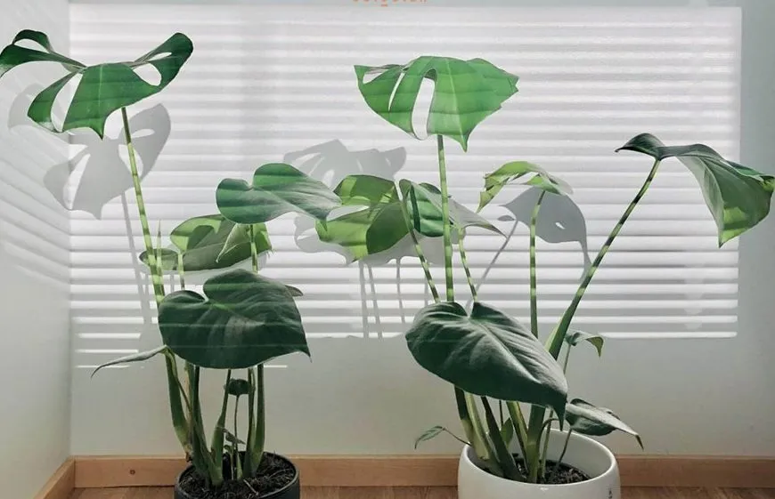 گیاه برگ انجیری و8علت زرد شدن آن Fig leaf plant and 8 causes of its yellowing مجموعه تولیدی سیدوس ,تولید کننده گلدان پلاستیکی سیدوس ,بیش از 120نوع, اعم از گلدان استوانه ای پلاستیکی سیدوس,گلدان الماسی پلاستیکی سیدوس,گلدان مربعی پلاستیکی,گلدان مثلثی پلاستیکی,گلدان گرد پلاستیکی ,باکس مستطیلی,در اندازه های کاکتوسی تا درختچه ای تدوین:مینو غفوری ساداتیه آدرس اینستاگرام:gooldono.stand.sidoos@ تلفن:09308743868