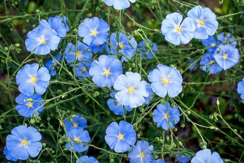 گل لینین پِرنه (Perennial Flax)نام علمی: (Linum perenne)
