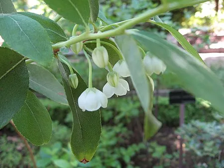 گیاه زنوبیا (زن در زنجیر) (Honeycup)نام علمی: (Zenobia pulverulenta)
