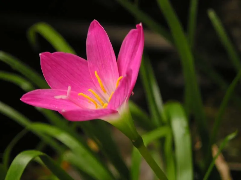 گل زفیرانتس(Zephyrlily)ZephyranthesAmaryllidoideae مجموعه تولیدی سیدوس تولید کننده گلدان پلاستیکی استوانه ای سیدوس
