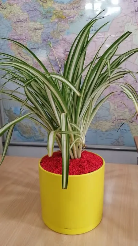 Plastic potگلدان پلاستیکی سیدوس