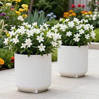 انواع گل مناسب کاشت Types of flowers suitable for planting&nbsp;گل جیمزیا (Cliffbush)