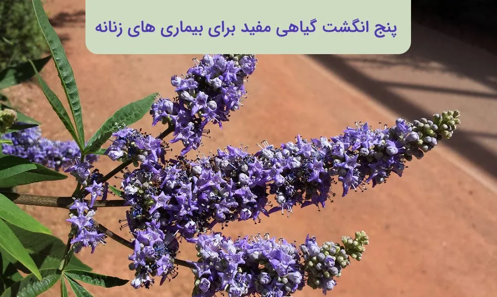 پنج انگشت یک گونه از سرده پنج انگشت است.  نام علمی: Vitex agnus-castus رده بندی بالاتر :ویتکس تیره : شاه پسند گونه: V. agnus-castus