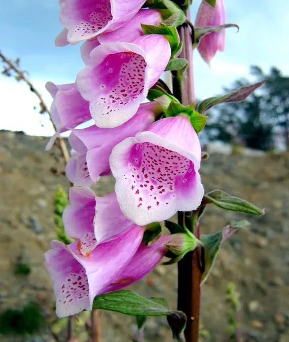 گل انگشتانهpurple-foxgloveladys-glove,DIGITALIS PURPUREA
مجموعه تولیدی سیدوس,تولید کننده گلدان پلاستیکی سیدوس