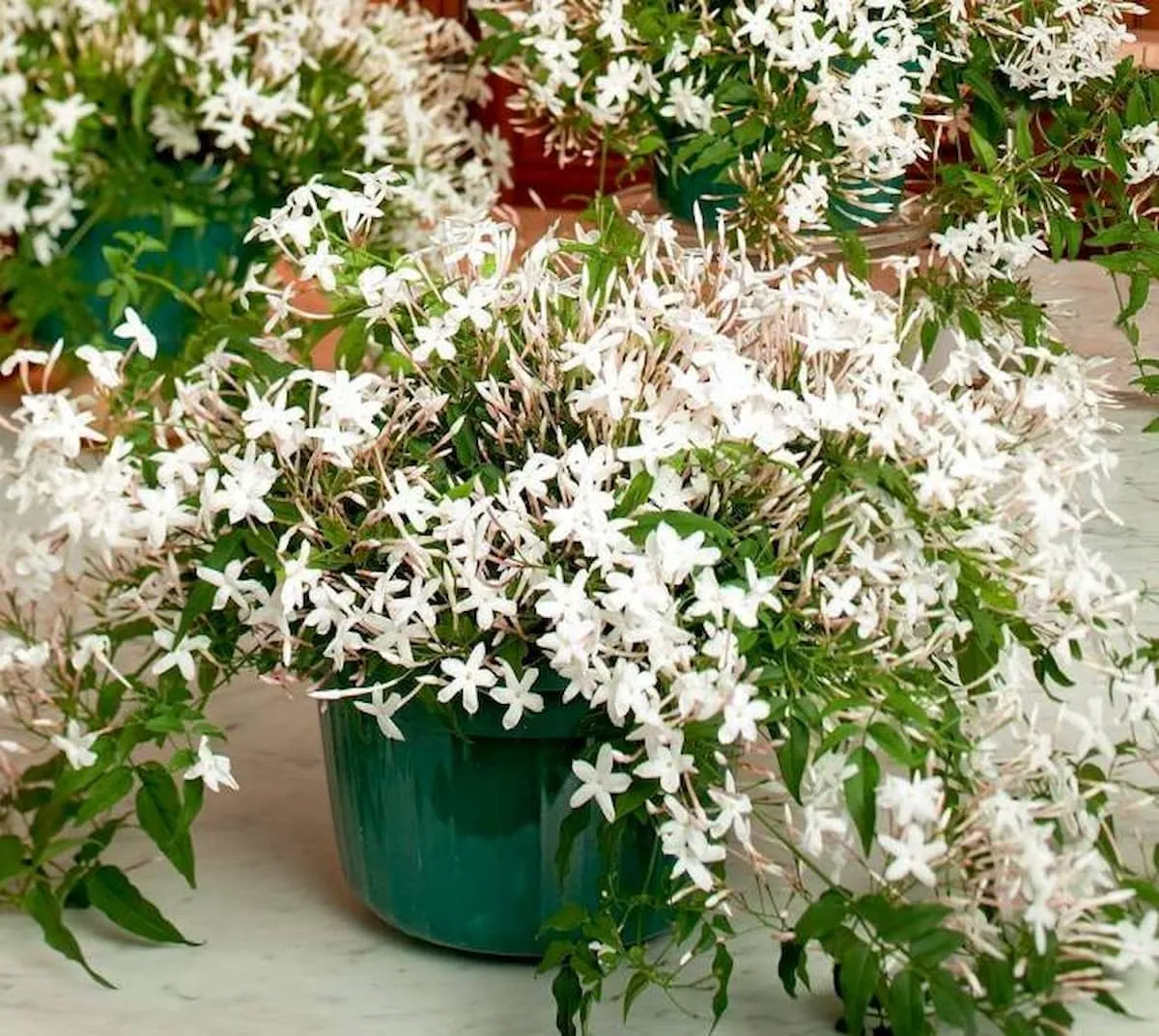 گل یاس و نحوه کاشت و تکثیر آنJasmine flower and how to plant and propagate it مجموعه تولیدی سیدوس ,تولید کننده گلدان پلاستیکی سیدوس اعم از گلدان استوانه ای و ...