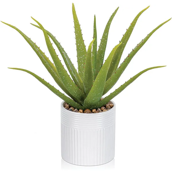 گیاهان مناسب برای هدیه به آقایانPlants suitable as gifts for men
مجموعه تولیدی سیدوس ,تولید کننده گلدان پلاستیکی سیدوس ,بیش از 120نوع, اعم از گلدان استوانه ای پلاستیکی سیدوس,گلدان الماسی پلاستیکی سیدوس,گلدان مربعی پلاستیکی,گلدان مثلثی پلاستیکی,گلدان گرد پلاستیکی ,باکس مستطیلی,در اندازه های کاکتوسی تا درختچه ای