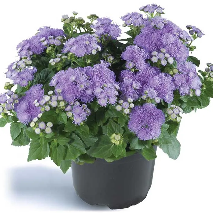 گل ابری (Floss Flower)نام علمی: (Ageratum houstonianum)