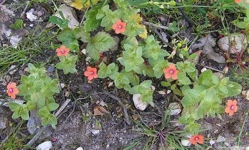 گل آناغالیس ـ خانواده: Primulaceae ـ نام علمی: Anagallis tenella Studland مجموعه تولیدی سیدوس تولید کننده گلدان پلاستیکی سیدوس