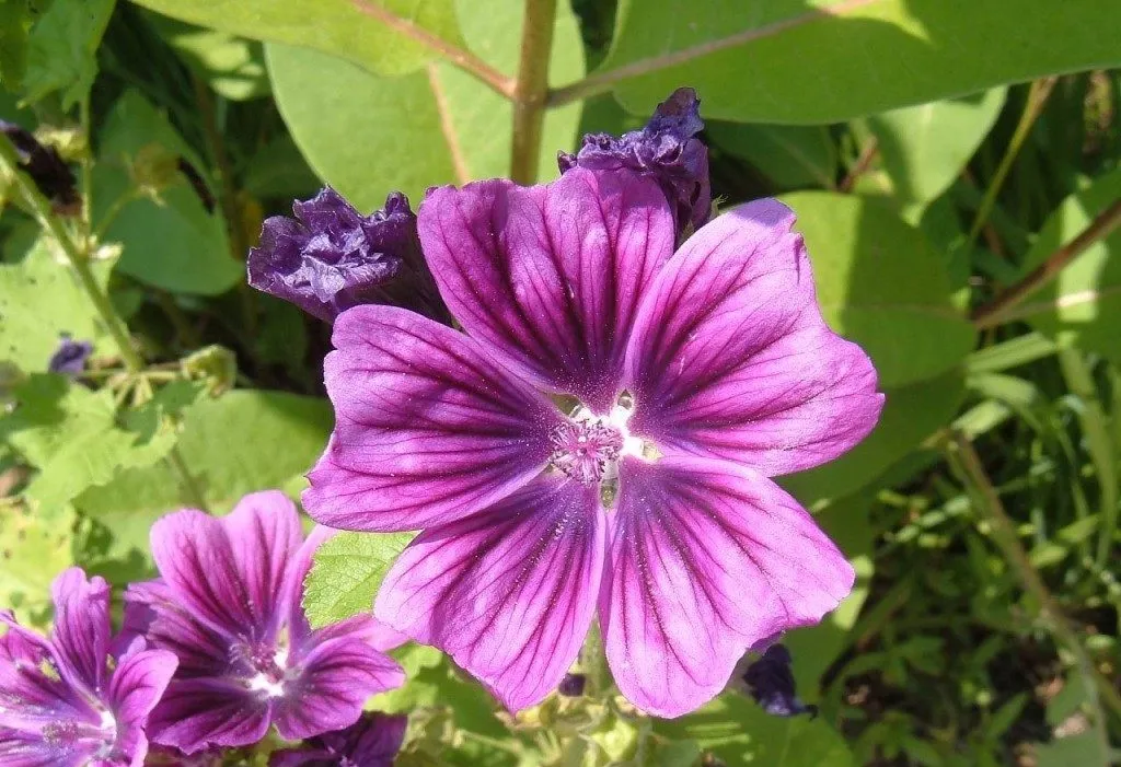 گل پنیرک,Mallow نام علمی پنیرک Malva sylvestris تریندینگ، آفتاب‌پرست، خورپرست، ختمی پنیرک و آفتاب‌گردک cheeses ، high mallow ، tall mallow ************* مجموعه تولیدی سیدوس ,تولید کننده گلدان پلاستیکی سیدوس