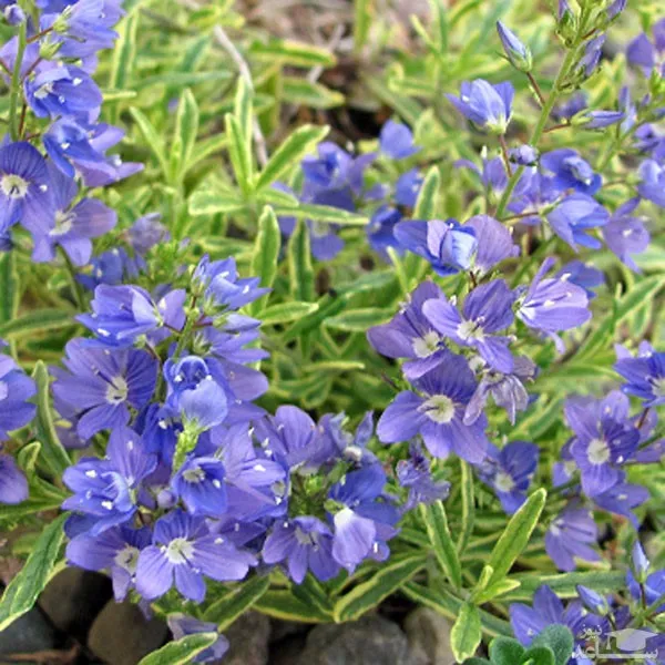 گل سیزابVeronica persica,anaghalis arvensis
مجموعه تولیدی سیدوس , تولید کننده گلدان پلاستیکی سیدوس  واستند فلزی ست