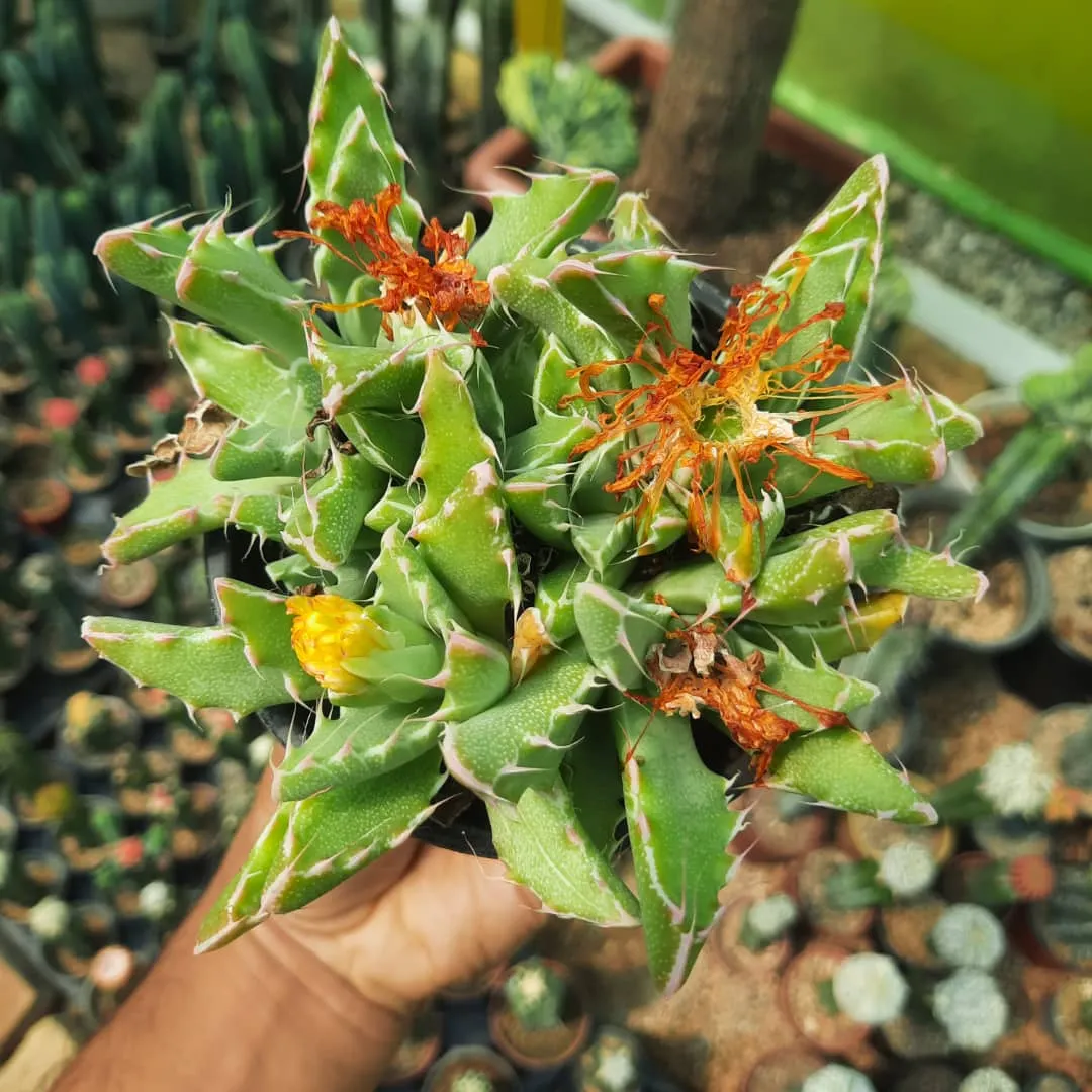 کاکتوس فائوکاریا, Faucaria Tigrina,Aizoaceae, Mesembryanthemum tigrinum مجموعه تولیدی گلدان پلاستیکی سیدوس ,تولید کننده گلدان پلاستیکی استوانه ای سیدوس بهترین گزینه برای کاکتوس های زیبای شما