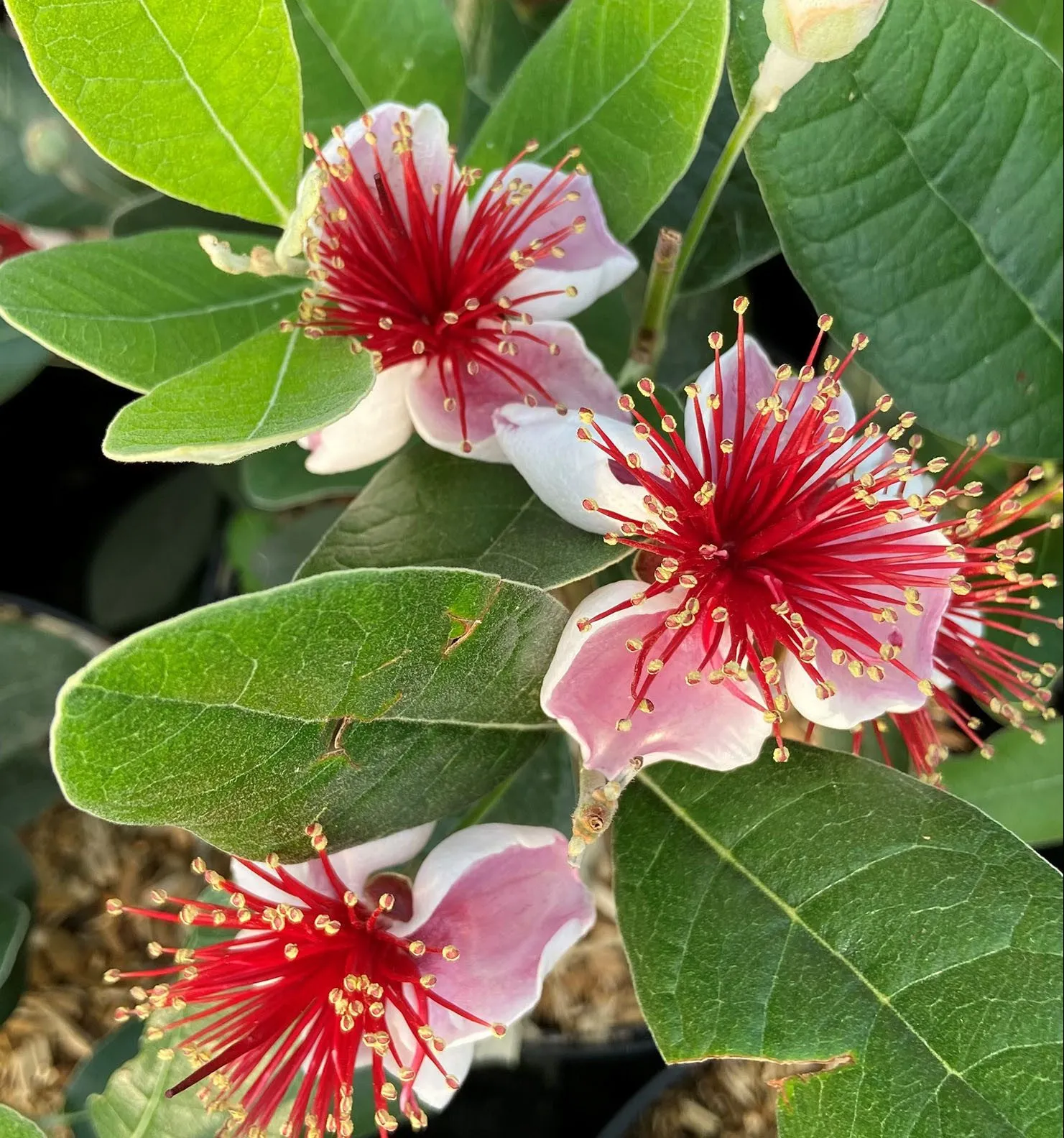 درخت آکا,درخت فیجوآacca-
sellowianamyrtaceae
Acca Sellowiana
مجموعه تولیدی سیدوس تولید کننده گلدان پلاستیکی سیدوس