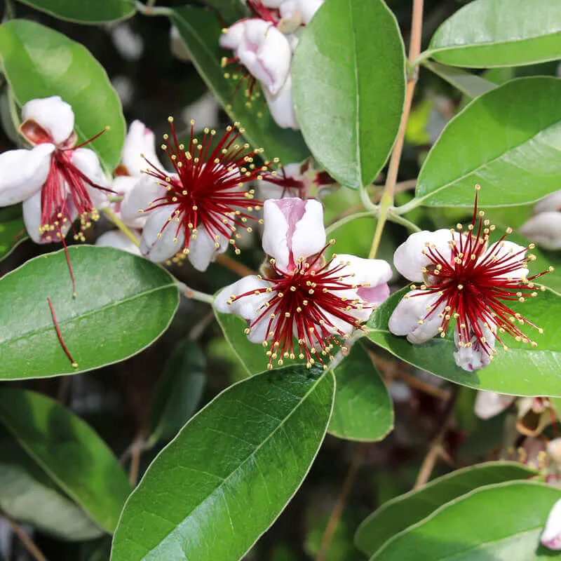 درخت آکا,درخت فیجوآacca-
sellowianamyrtaceae
Acca Sellowiana
مجموعه تولیدی سیدوس تولید کننده گلدان پلاستیکی سیدوس