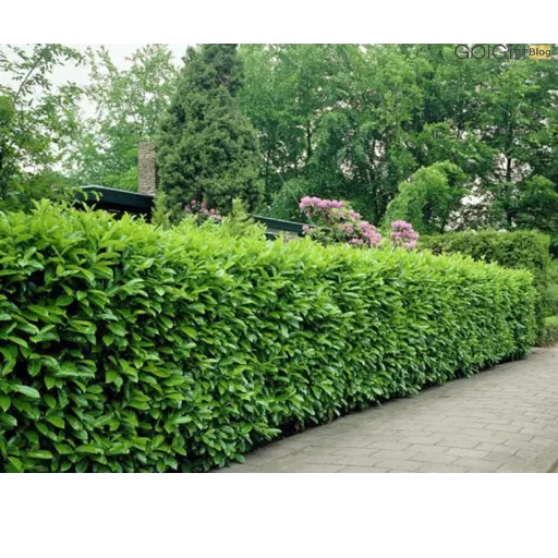 گیاهان بلند قامت مناسب حفظ حریم خصوصی Tall plants for privacy
مجموعه تولیدی سیدوس ,تولید کننده گلدان پلاستیکی سیدوس ,بیش از 120نوع, اعم از گلدان استوانه ای پلاستیکی سیدوس,گلدان الماسی پلاستیکی سیدوس,گلدان مربعی پلاستیکی,گلدان مثلثی پلاستیکی,گلدان گرد پلاستیکی ,باکس مستطیلی,در اندازه های کاکتوسی تا درختچه ای.شمشاد