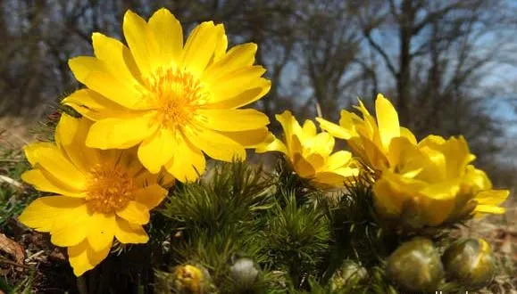 Adonis amurensis گل آدونیس وگلدان پلاستیکی سیدوس
