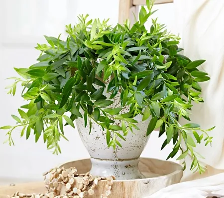 گل آشیانتوسنام علمی : Aeschynanthus Japhrolepis نام علمی آن برگرفته از کلمه یونانی ( aischyne ) به معنی شرم و خجالت است مجموعه تولیدی گلدان پلاستیکی سیدوس این گل زیبا را میپسندد.