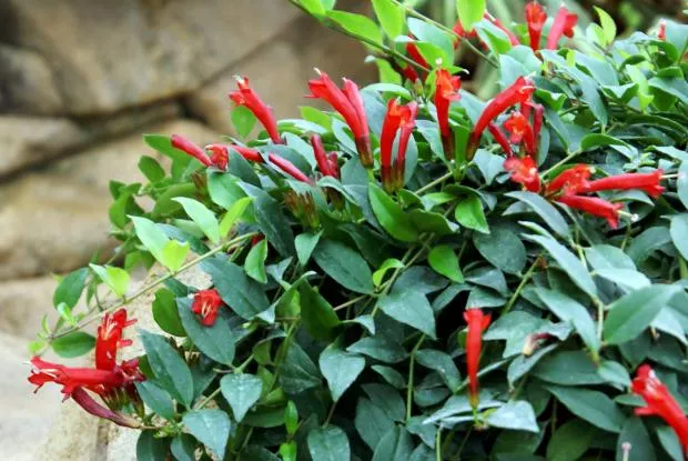 گل آشیانتوسنام علمی : Aeschynanthus Japhrolepis نام علمی آن برگرفته از کلمه یونانی ( aischyne ) به معنی شرم و خجالت است مجموعه تولیدی گلدان پلاستیکی سیدوس این گل زیبا را میپسندد.