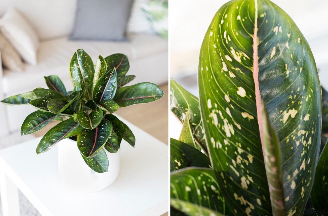 15- آگلونما خال صورتی (Pinkmoon aglaonema)