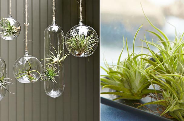 Epiphyte