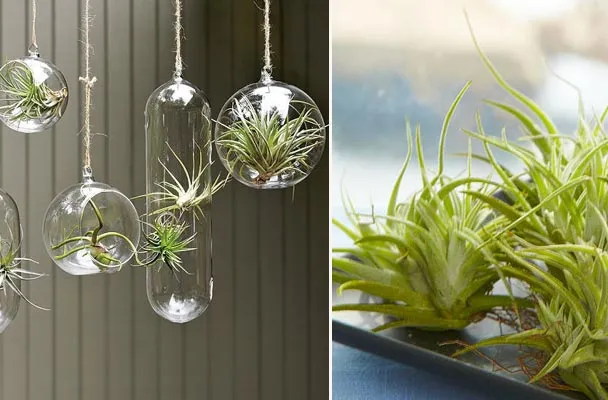 Epiphyte