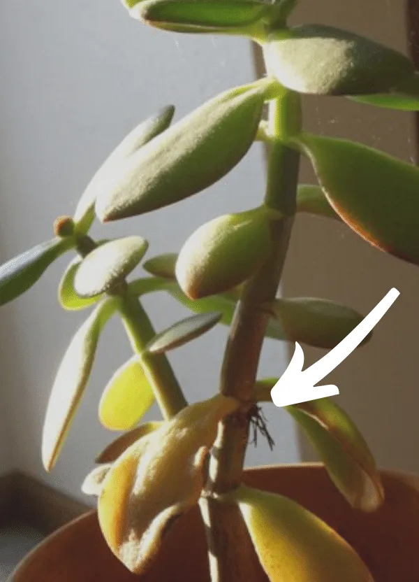 ریشه های هوایی ساکولنت هاAerial roots of succulents مجموعه تولیدی سیدوس ,تولید کننده گلدان پلاستیکی سیدوس ,بیش از 120نوع, اعم از گلدان استوانه ای پلاستیکی سیدوس,گلدان الماسی پلاستیکی سیدوس,گلدان مربعی پلاستیکی,گلدان مثلثی پلاستیکی,گلدان گرد پلاستیکی ,باکس مستطیلی,در اندازه های کاکتوسی تا درختچه ای