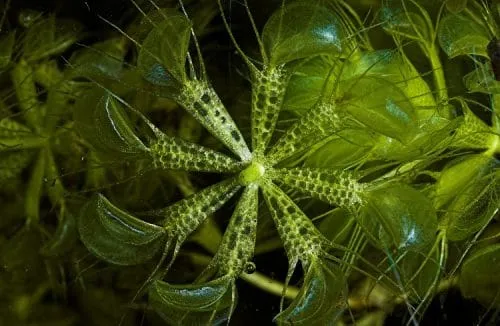 گیاهان گوشتخوار (به انگلیسی: Carnivorous plants )،با فتوسنتز انرژی تولید می‌کنند.مجموعه تولیدی سیدوس ,تولید کننده گلدان پلاستیکی سیدوس ,بیش از 120نوع, اعم از گلدان استوانه ای پلاستیکی سیدوس,گلدان الماسی پلاستیکی سیدوس,گلدان مربعی پلاستیکی,گلدان مثلثی پلاستیکی,گلدان گرد پلاستیکی ,باکس مستطیلی,در اندازه های کاکتوسی تا درختچه ای