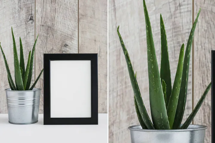 گیاه مناسب دستشویی تاریک و حمامA plant suitable for dark toilets and bathrooms مجموعه تولیدی سیدوس ,تولید کننده گلدان پلاستیکی سیدوس ,بیش از 120نوع, اعم از گلدان استوانه ای پلاستیکی سیدوس,گلدان الماسی پلاستیکی سیدوس,گلدان مربعی پلاستیکی,گلدان مثلثی پلاستیکی,گلدان گرد پلاستیکی ,باکس مستطیلی,در اندازه های کاکتوسی تا درختچه ای