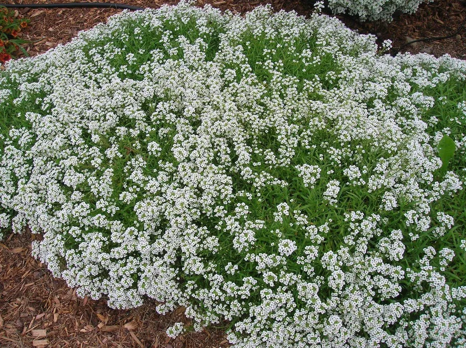 Sweet alyssum