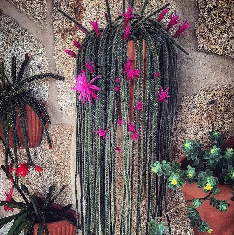 دم موشی,آپورو کاکتوس Aporocactus flagelliformis، کاکتوس rattail، گونه ای از گیاهان گلدار از خانواده کاکتوس Cactaceae است و بیشترین گونه کشت شده در سرده Aporocactus است. مجموعه تولیدی سیدوس تولید کننده گلدان پلاستیکی سیدوس
