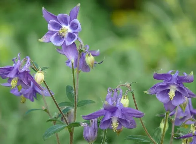 گل تاج الملوکAquilegia vulgaris Nora Barlow مجموعه تولیدی سیدوس ,تولید کننده گلدان پلاستیکی سیدوس وشیلنگ آب وشیلنگ گاز وشیلنگ کولری ومحصولات پلاسکویی مانند چاقو تیز کن پوست کن,َ