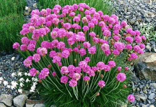 Armeria Juniperifoliaگلدان پلاستیکی سیدوس و گل آرمریا 