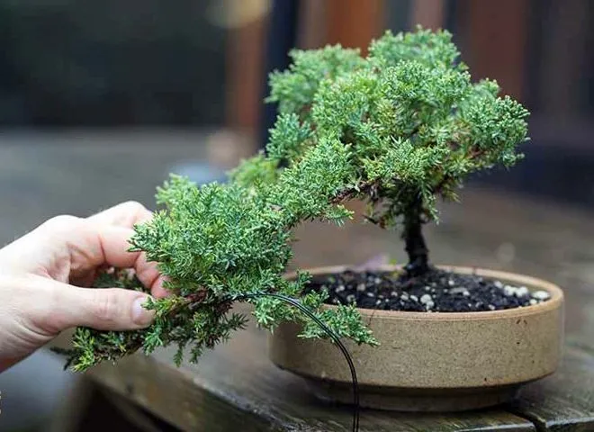 درختچه های بونسای وخواص وفوائد شگفت انگیز آنBonsai shrubs and their amazing benefits مجموعه تولیدی سیدوس ,تولید کننده گلدان پلاستیکی سیدوس ,بیش از 120نوع, اعم از گلدان استوانه ای پلاستیکی سیدوس,گلدان الماسی پلاستیکی سیدوس,گلدان مربعی پلاستیکی,گلدان مثلثی پلاستیکی,گلدان گرد پلاستیکی ,باکس مستطیلی,در اندازه های کاکتوسی تا درختچه ای 
